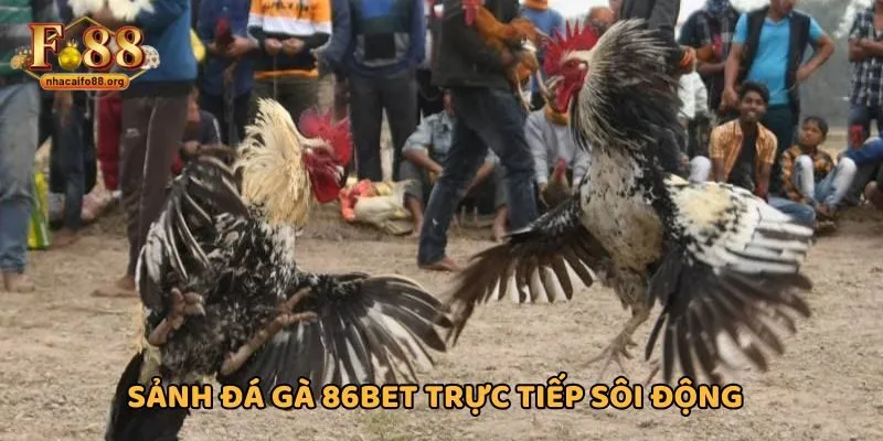 Sảnh đá gà 86BET trực tiếp sôi động